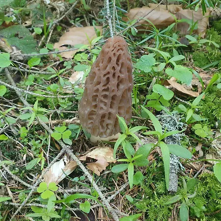 Planinska Koliba Ajdanovici Jelovac Nisicka Visoravan Olovo (Zenica-Doboj)