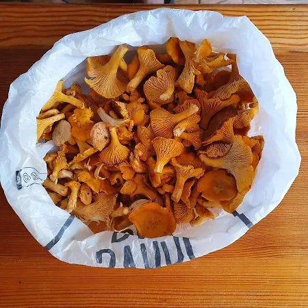 Planinska Koliba Ajdanovici Jelovac Nisicka Visoravan *