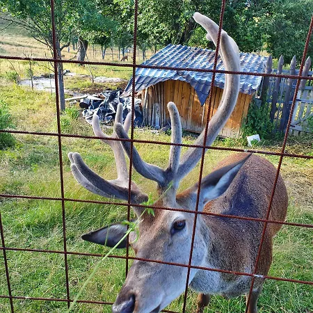 Planinska Koliba Ajdanovici Jelovac Nisicka Visoravan