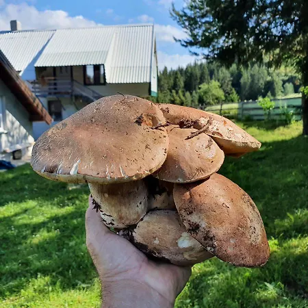 Planinska Koliba Ajdanovici Jelovac Nisicka Visoravan